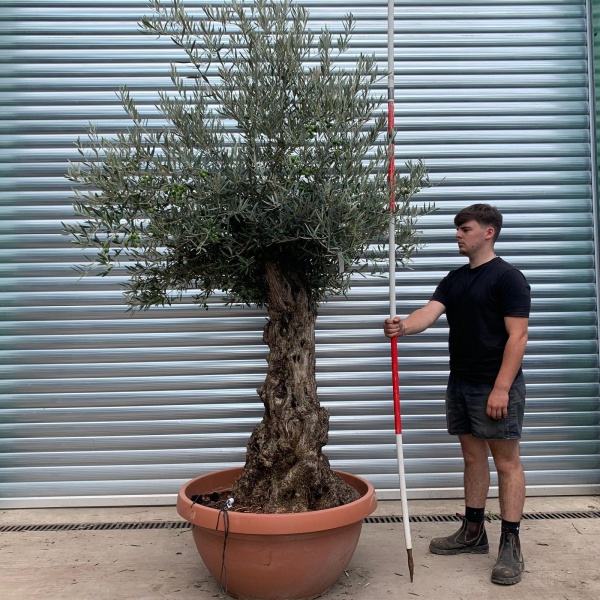Beautiful Ancient Specimen Olive Fruit Tree in our Bowl Format 19869