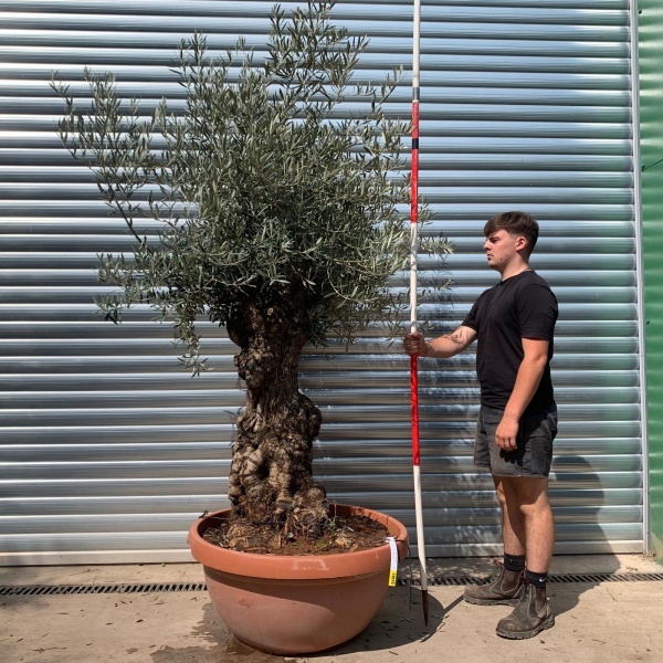 Beautiful Ancient Specimen Olive Fruit Tree in our Bowl Format 19870