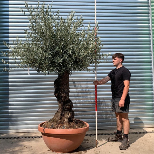 Beautiful Ancient Specimen Olive Fruit Tree in our Bowl Format 19871