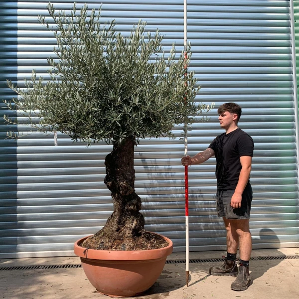Beautiful Ancient Specimen Olive Fruit Tree in our Bowl Format 19871