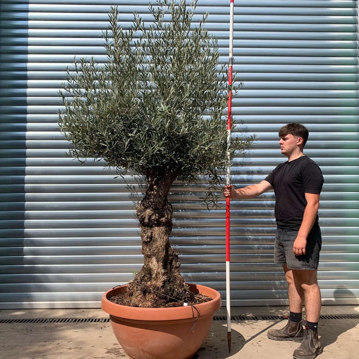 Beautiful Ancient Specimen Olive Fruit Tree in our Bowl Format 20001
