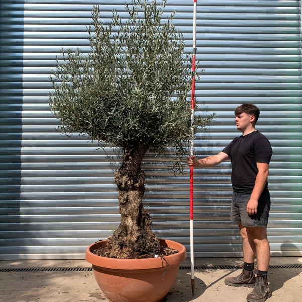 Beautiful Ancient Specimen Olive Fruit Tree in our Bowl Format 20001