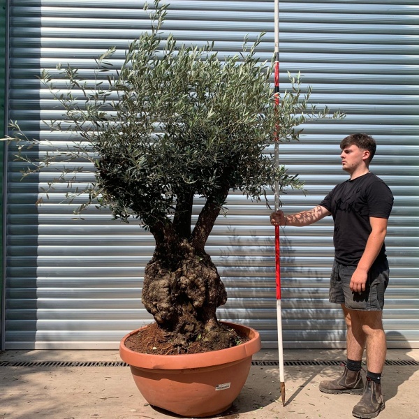 Super Rare Tri-Branch Specimen Olive Fruit Tree in our Bowl Format 20003