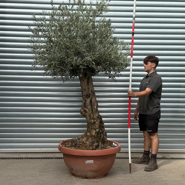Super Specimen Olive Fruit Tree in our Bowl Format 20004