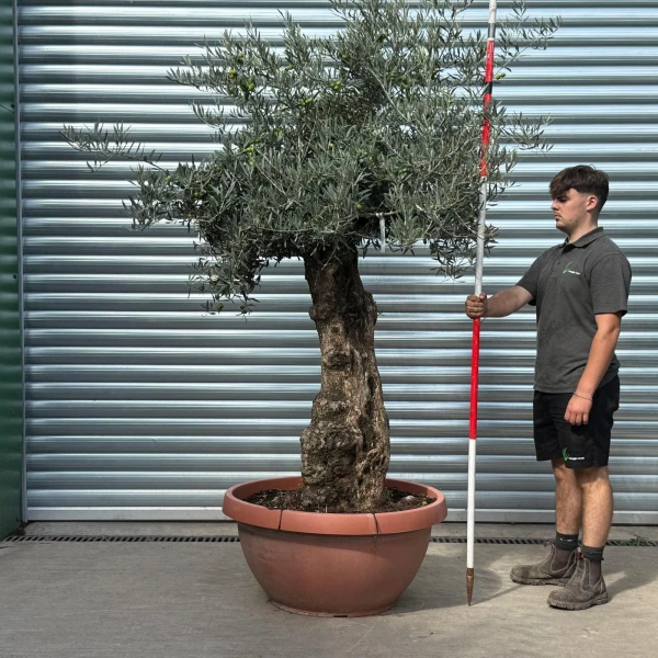 Super Specimen Olive Fruit Tree in our Bowl Format 20005