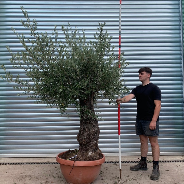 Beautiful Ancient Specimen Olive Fruit Tree in our Bowl Format 20006