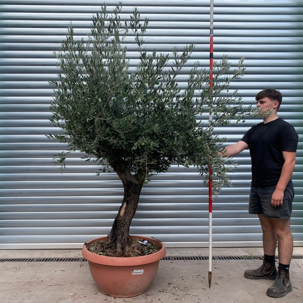 Elegant Gnarly Specimen Olive Fruit Tree in our Bowl Format 20007