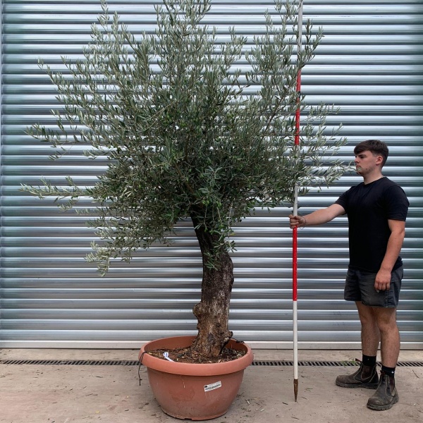 Super Gnarly Specimen Olive Fruit Tree in our Bowl Format 20008