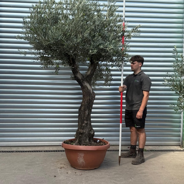 Forked Specimen Olive Fruit Tree in our Bowl Format 20009