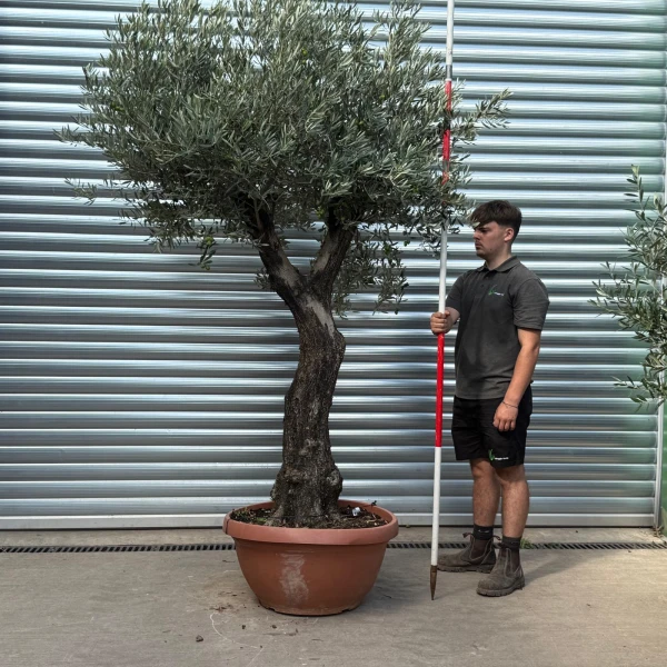 Forked Specimen Olive Fruit Tree in our Bowl Format 20009