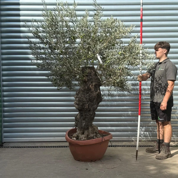 Wild Specimen Olive Fruit Tree in our Bowl Format 20010