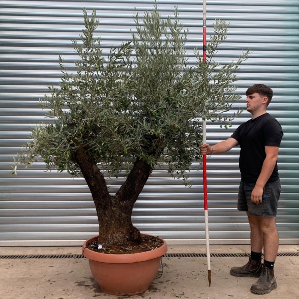 Wonderful Old Double Trunk Specimen Olive Fruit Tree in our Bowl Format 20011