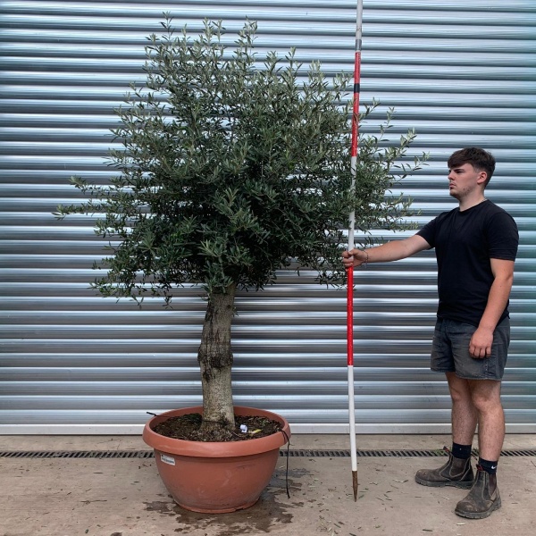 Lovely Mature Specimen Olive Fruit Tree in our Bowl Format 20012
