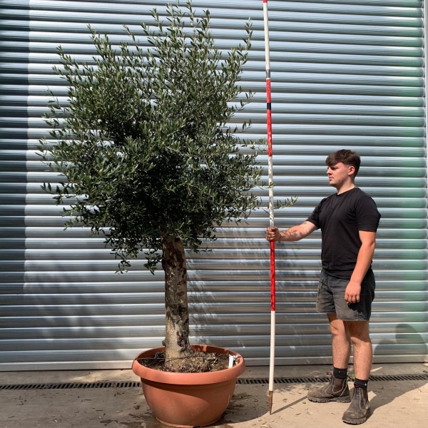 Lovely Mature Specimen Olive Fruit Tree in our Bowl Format 20013