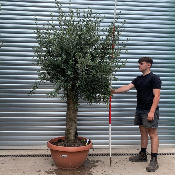 Lovely Mature Specimen Olive Fruit Tree in our Bowl Format 20014