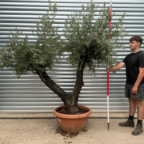 Lovely Old Double Trunk Specimen Olive Fruit Tree in our Bowl Format 20015