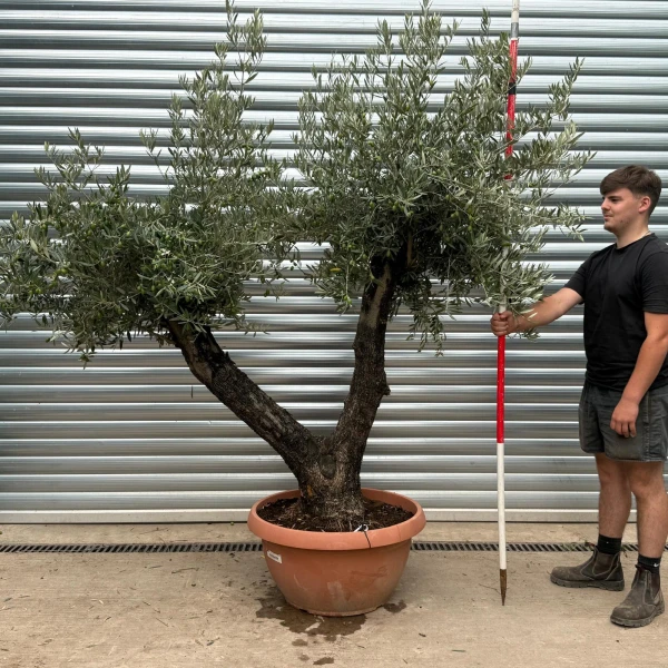 Lovely Old Double Trunk Specimen Olive Fruit Tree in our Bowl Format 20015
