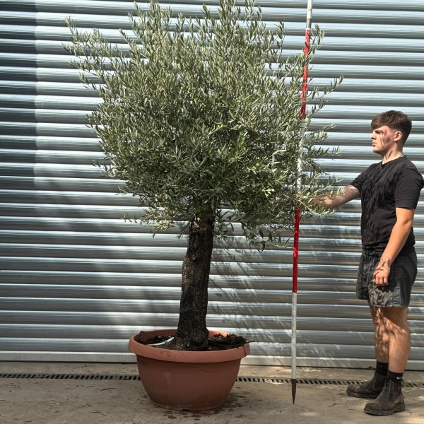 Lovely Mature Specimen Olive Fruit Tree in our Bowl Format 20016