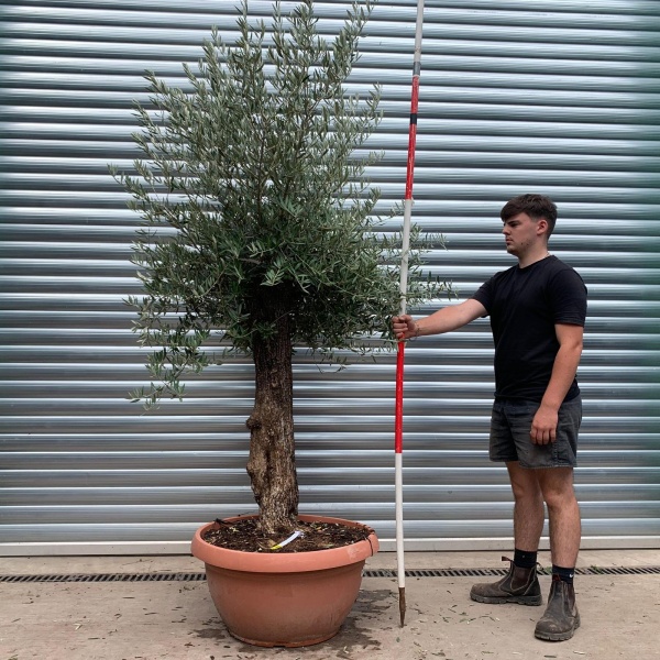 Super Ancient Specimen Olive Fruit Tree in our Bowl Format 20017