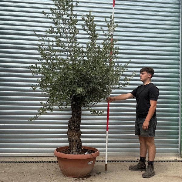 Super Ancient Specimen Olive Fruit Tree in our Bowl Format 20019