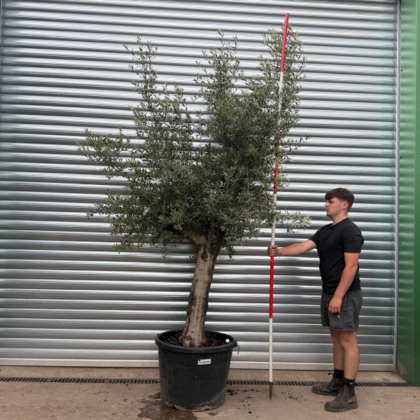 Super Mature Specimen Olive Fruit Tree 20021