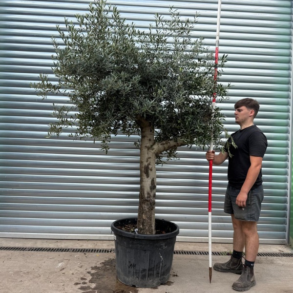 Characterful Mature Specimen Olive Fruit Tree 20022