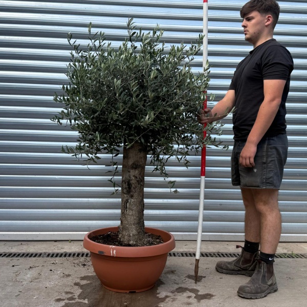 Mature Specimen Olive Fruit Tree in our Bowl Format 20023