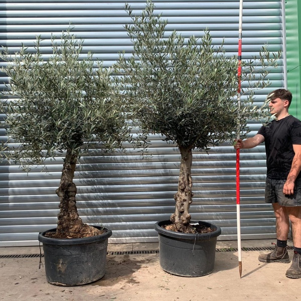 Super PAIR of Characterful Mature Specimen Olive Fruit Trees 20040 41