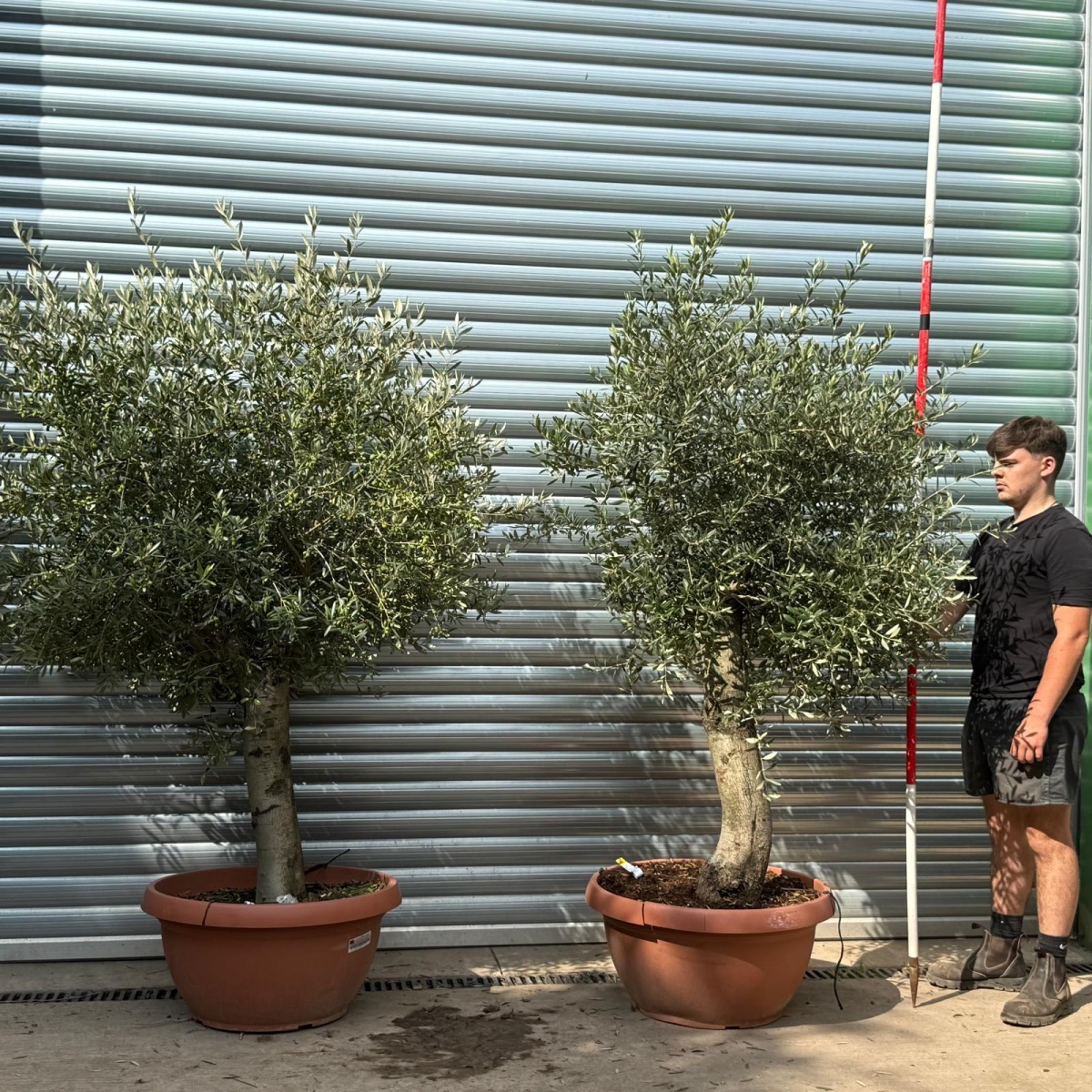 Super PAIR of Mature Specimens Olive Fruit Trees in our Bowl Format 20042 43