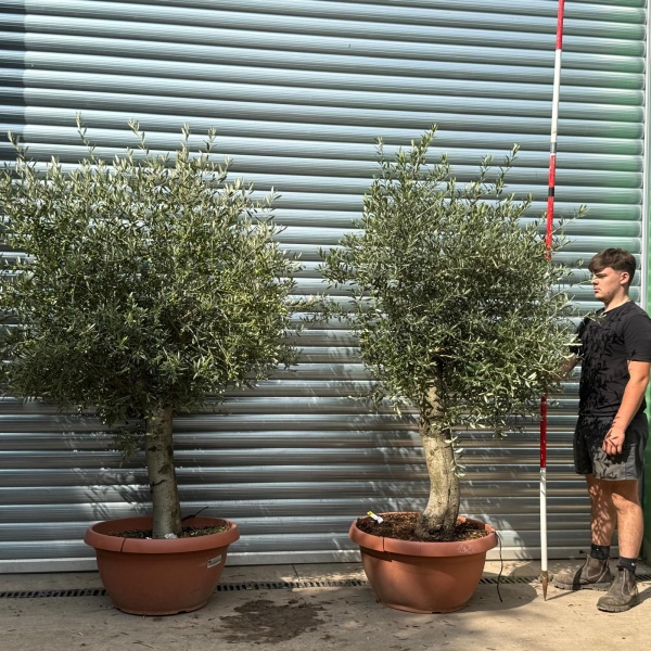 Super PAIR of Mature Specimens Olive Fruit Trees in our Bowl Format 20042 43