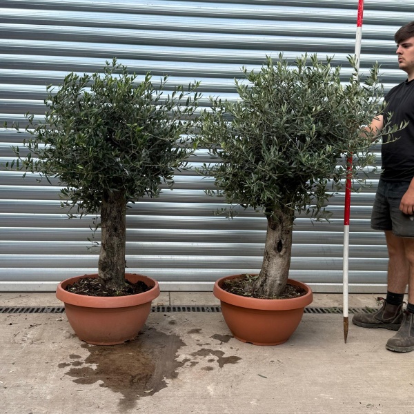 Super PAIR of Mature Specimens Olive Fruit Trees in our Bowl Format 20044 45