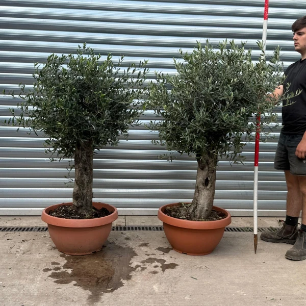 Super PAIR of Mature Specimens Olive Fruit Trees in our Bowl Format 20044 45