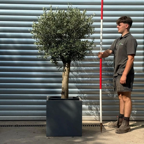 Lovely Mature Olive Fruit Tree with our 50cm Grey Fibre Clay Cube 20116