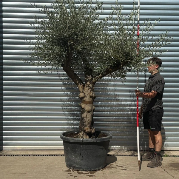 Lovely Branched Olive Fruit Tree  20126