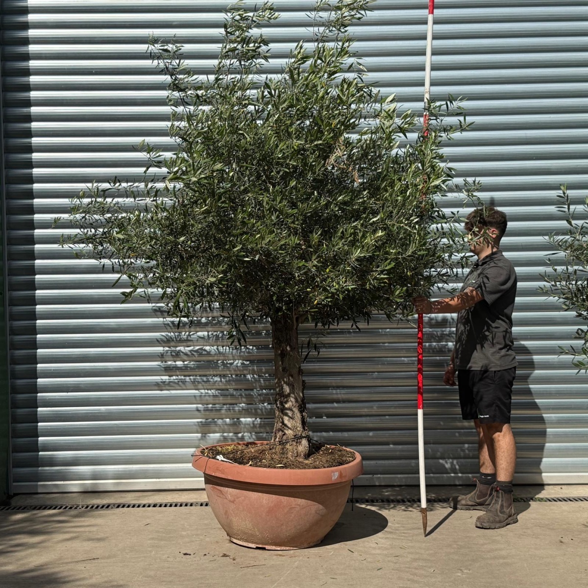 Lovely Specimen Olive Fruit Tree in our Bowl Format 20127