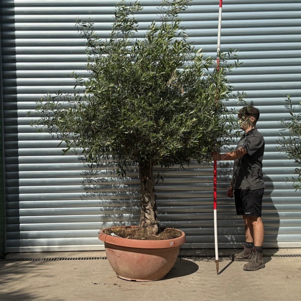 Lovely Specimen Olive Fruit Tree in our Bowl Format 20127