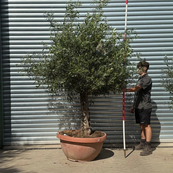 Lovely Specimen Olive Fruit Tree in our Bowl Format 20127