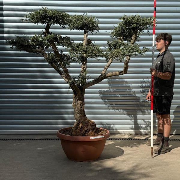 Lovely Old Trunk Cloud Specimen Olive Fruit Tree in our Bowl Format 20128