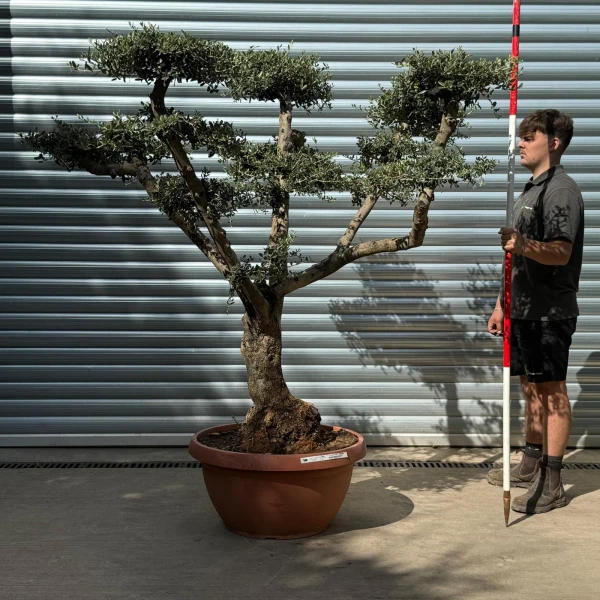 Lovely Old Trunk Cloud Specimen Olive Fruit Tree in our Bowl Format 20128