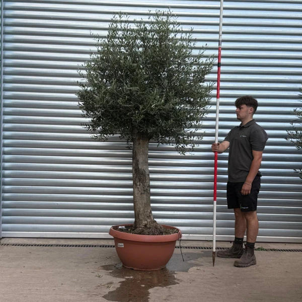 Beautiful Mature Olive Fruit Tree Specimen in our Bowl Format 20177