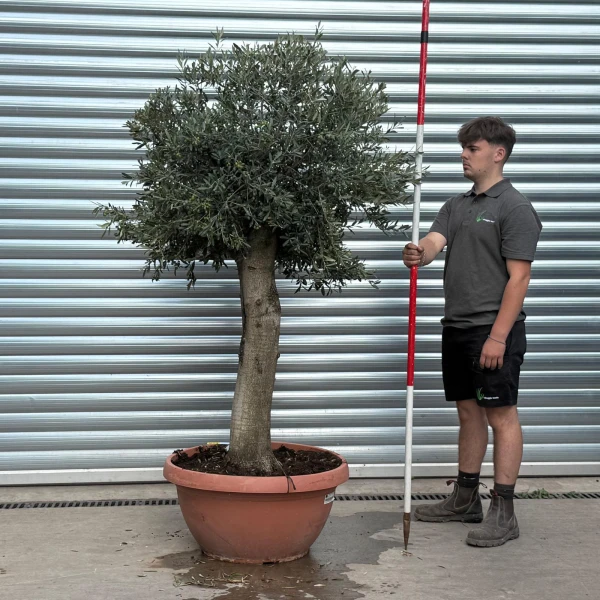 Beautiful Mature Olive Fruit Tree Specimen in our Bowl Format 20178