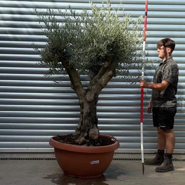 Super Branched Olive Fruit Tree in our Bowl Format 20179