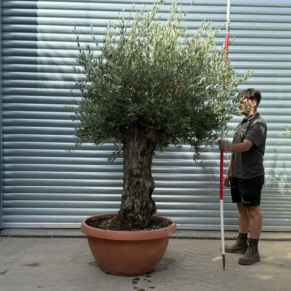 Lovely Specimen Olive Fruit Tree in our Bowl Format 20180
