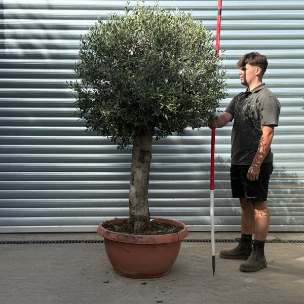 Beautiful Mature Shaped Olive Fruit Tree Specimen in our Bowl Format 20181