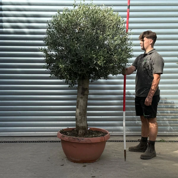 Beautiful Mature Shaped Olive Fruit Tree Specimen in our Bowl Format 20181