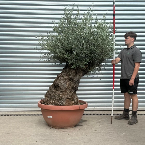 Windswept Ancient Specimen Olive Fruit Tree in our Bowl Format 20182