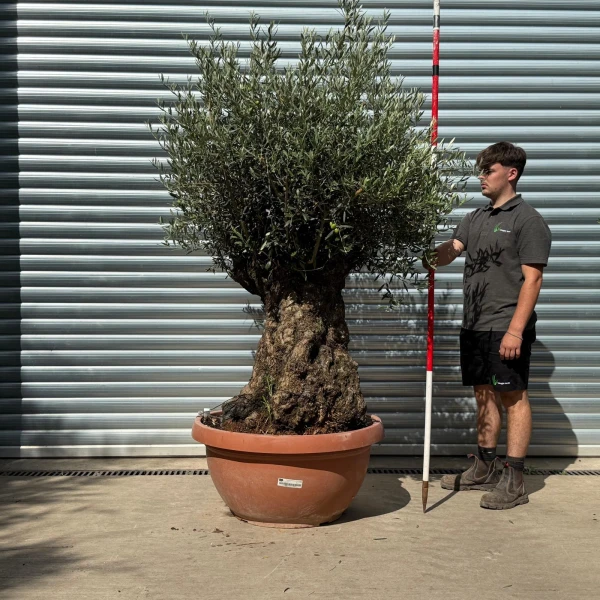 Super Ancient Specimen Olive Fruit Tree in our Bowl Format 20183
