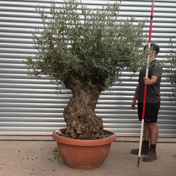 Stunning Ancient Specimen Olive Fruit Tree in our Bowl Format 20184