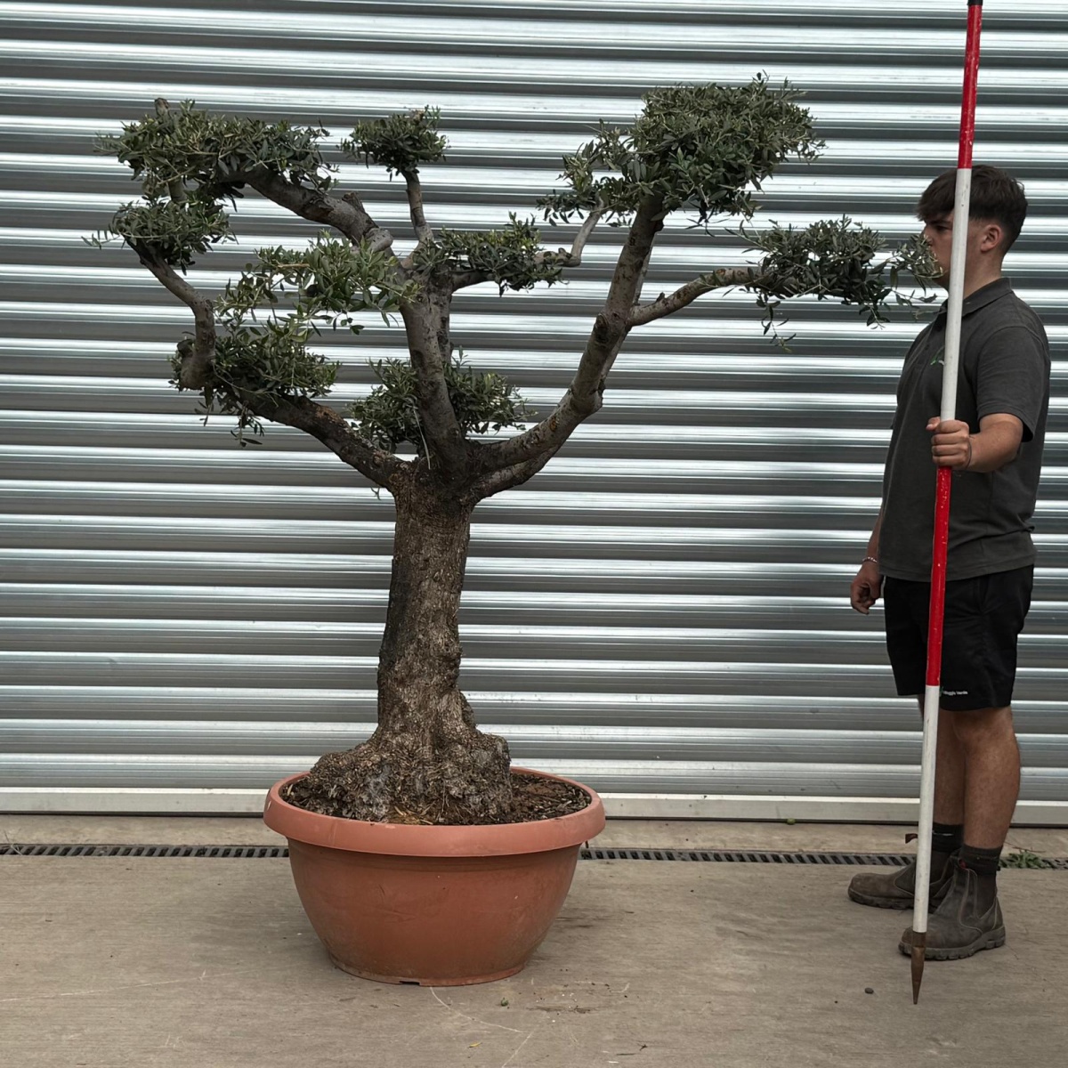 Lovely Old Trunk Cloud Specimen Olive Fruit Tree in our Bowl Format 20185