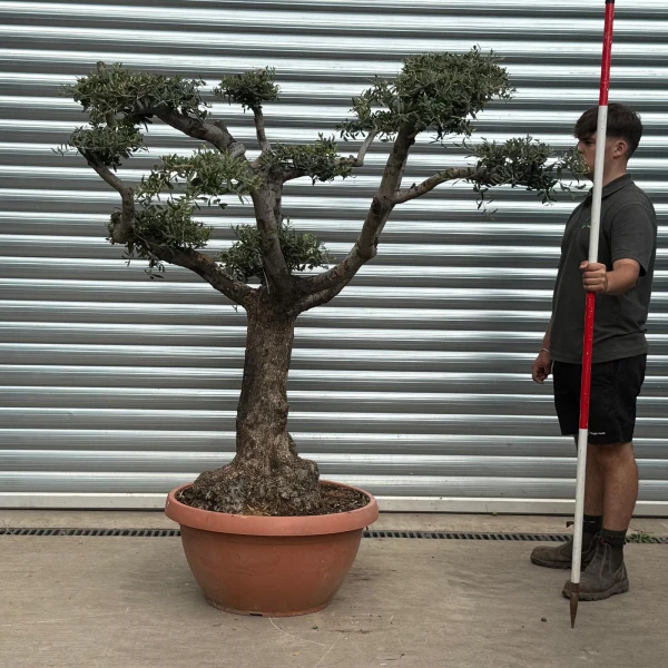Lovely Old Trunk Cloud Specimen Olive Fruit Tree in our Bowl Format 20185